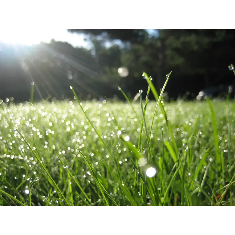 Irish Morning Dew - Luxury Irish Candle