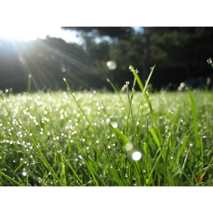 Irish Morning Dew - Luxury Irish Candle