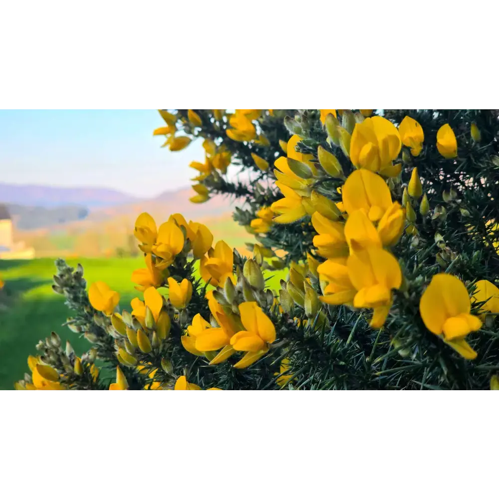 Wild Irish Gorse - Atmospheric Soy Irish Candle